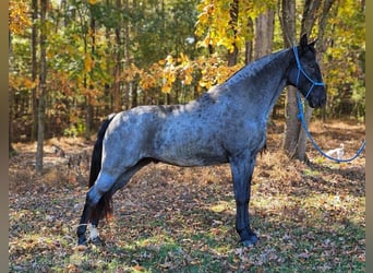 Tennessee Walking Horse, Castrone, 6 Anni, 163 cm, Roano blu