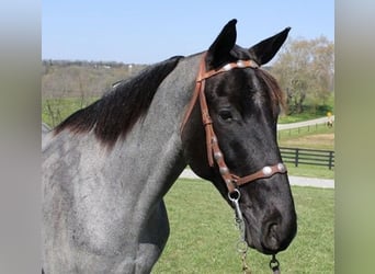 Tennessee Walking Horse, Castrone, 6 Anni, 163 cm, Roano blu