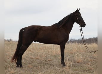 Tennessee Walking Horse, Castrone, 6 Anni, 170 cm, Morello