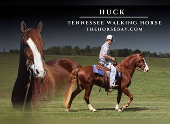 Tennessee Walking Horse, Castrone, 6 Anni, Sauro ciliegia