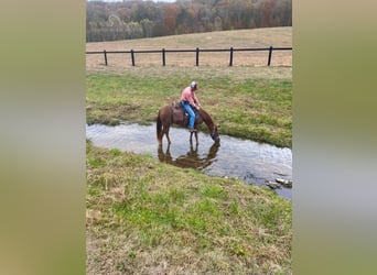 Tennessee Walking Horse, Castrone, 7 Anni, 142 cm, Sauro scuro