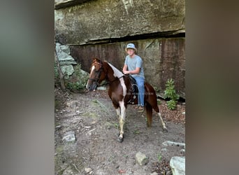 Tennessee Walking Horse, Castrone, 7 Anni, 142 cm, Tobiano-tutti i colori