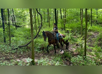 Tennessee Walking Horse, Castrone, 7 Anni, 152 cm, Baio ciliegia
