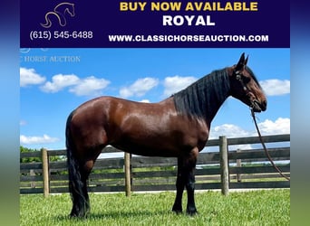 Tennessee Walking Horse, Castrone, 7 Anni, 152 cm, Baio ciliegia