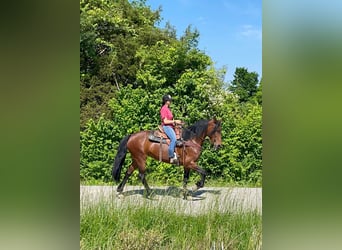 Tennessee Walking Horse, Castrone, 7 Anni, 152 cm, Baio ciliegia