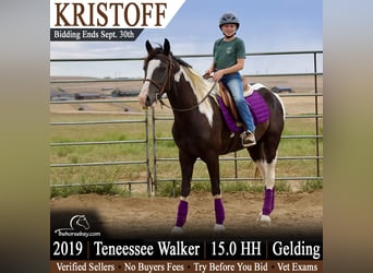 Tennessee Walking Horse, Castrone, 7 Anni, 152 cm, Morello