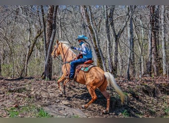 Tennessee Walking Horse, Castrone, 7 Anni, 152 cm, Palomino