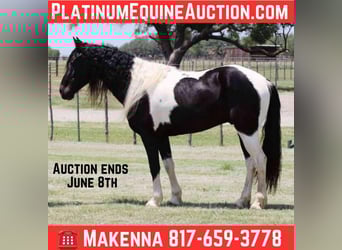 Tennessee Walking Horse, Castrone, 7 Anni, 152 cm, Tobiano-tutti i colori