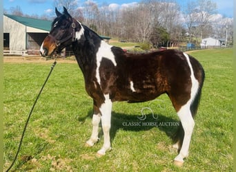 Tennessee Walking Horse, Castrone, 7 Anni, 152 cm, Tobiano-tutti i colori
