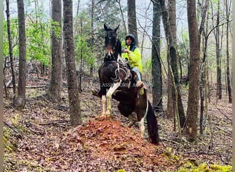 Tennessee Walking Horse, Castrone, 7 Anni, 152 cm, Tobiano-tutti i colori