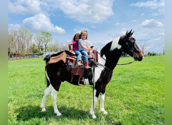 Tennessee Walking Horse, Castrone, 7 Anni, 152 cm, Tobiano-tutti i colori