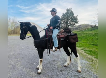 Tennessee Walking Horse, Castrone, 7 Anni, 152 cm, Tobiano-tutti i colori