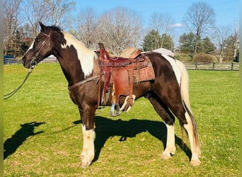Tennessee Walking Horse, Castrone, 7 Anni, 152 cm, Tobiano-tutti i colori