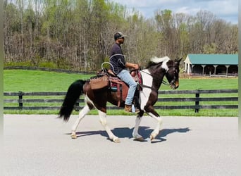 Tennessee Walking Horse, Castrone, 7 Anni, 152 cm, Tobiano-tutti i colori