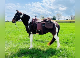 Tennessee Walking Horse, Castrone, 7 Anni, 152 cm, Tobiano-tutti i colori