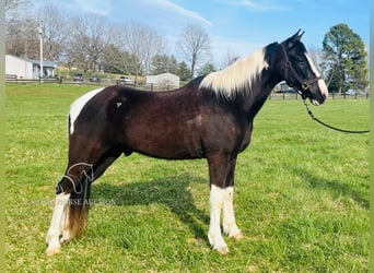 Tennessee Walking Horse, Castrone, 7 Anni, 152 cm, Tobiano-tutti i colori