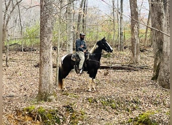 Tennessee Walking Horse, Castrone, 7 Anni, 152 cm, Tobiano-tutti i colori