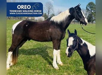 Tennessee Walking Horse, Castrone, 7 Anni, 152 cm, Tobiano-tutti i colori
