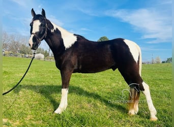 Tennessee Walking Horse, Castrone, 7 Anni, 152 cm, Tobiano-tutti i colori
