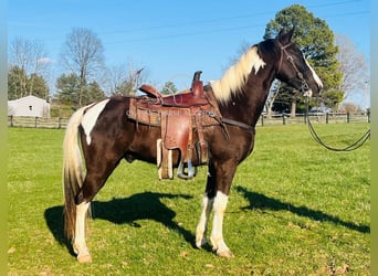 Tennessee Walking Horse, Castrone, 7 Anni, 152 cm, Tobiano-tutti i colori