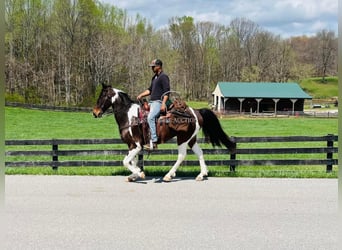 Tennessee Walking Horse, Castrone, 7 Anni, 152 cm, Tobiano-tutti i colori