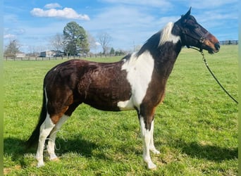 Tennessee Walking Horse, Castrone, 7 Anni, 152 cm, Tobiano-tutti i colori