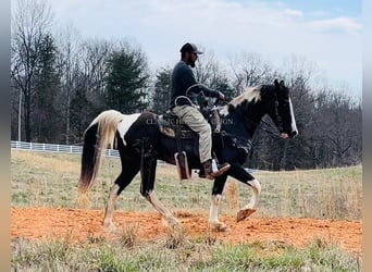 Tennessee Walking Horse, Castrone, 7 Anni, 152 cm, Tobiano-tutti i colori