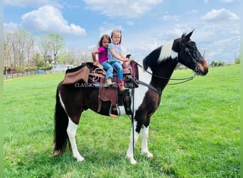 Tennessee Walking Horse, Castrone, 7 Anni, 152 cm, Tobiano-tutti i colori
