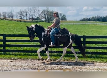 Tennessee Walking Horse, Castrone, 7 Anni, 152 cm, Tobiano-tutti i colori