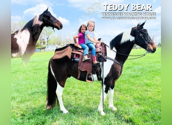 Tennessee Walking Horse, Castrone, 7 Anni, 152 cm, Tobiano-tutti i colori
