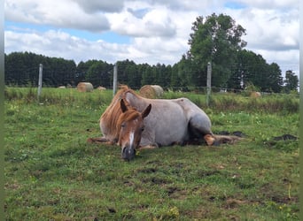 Tennessee Walking Horse, Castrone, 7 Anni, 153 cm, Grigio rossastro