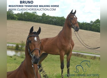 Tennessee Walking Horse, Castrone, 7 Anni, 163 cm, Baio ciliegia