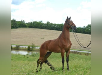 Tennessee Walking Horse, Castrone, 7 Anni, 163 cm, Baio ciliegia