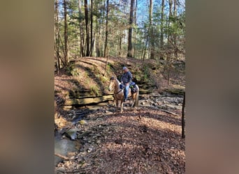 Tennessee Walking Horse, Castrone, 7 Anni, 163 cm, Pelle di daino