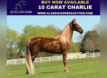 Tennessee Walking Horse, Castrone, 7 Anni, 163 cm, Sauro scuro