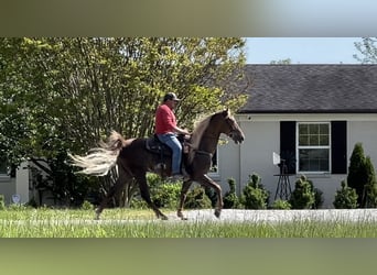 Tennessee Walking Horse, Castrone, 7 Anni, 163 cm, Sauro scuro