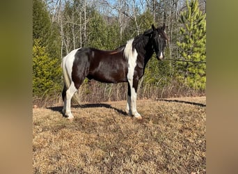 Tennessee Walking Horse, Castrone, 7 Anni, Tobiano-tutti i colori