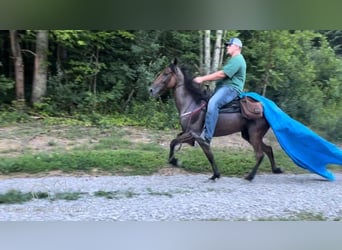 Tennessee Walking Horse, Castrone, 8 Anni, 142 cm, Baio roano