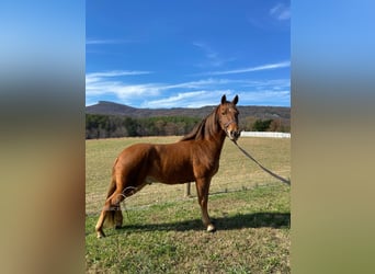 Tennessee Walking Horse, Castrone, 8 Anni, 142 cm, Sauro ciliegia