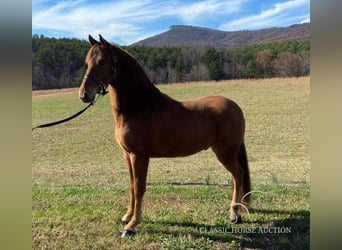 Tennessee Walking Horse, Castrone, 8 Anni, 142 cm, Sauro ciliegia