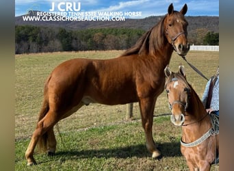 Tennessee Walking Horse, Castrone, 8 Anni, 142 cm, Sauro ciliegia