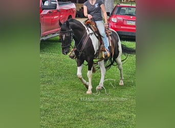 Tennessee Walking Horse, Castrone, 8 Anni, 142 cm, Tobiano-tutti i colori