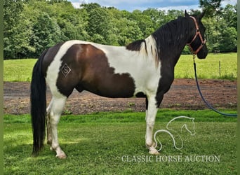 Tennessee Walking Horse, Castrone, 8 Anni, 142 cm, Tobiano-tutti i colori