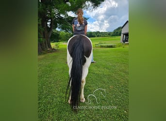 Tennessee Walking Horse, Castrone, 8 Anni, 142 cm, Tobiano-tutti i colori