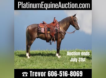 Tennessee Walking Horse, Castrone, 8 Anni, 145 cm, Baio