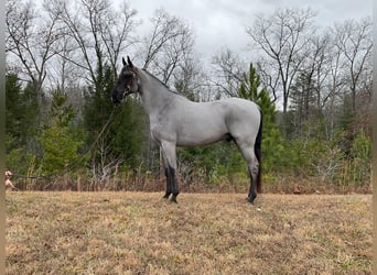 Tennessee Walking Horse, Castrone, 8 Anni, 147 cm, Roano blu