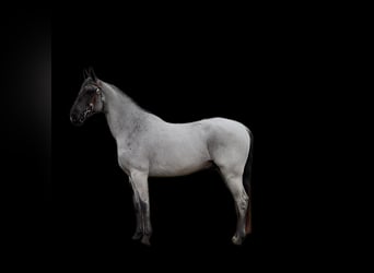 Tennessee Walking Horse, Castrone, 8 Anni, 147 cm, Roano blu