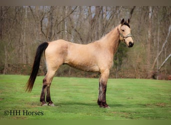 Tennessee Walking Horse, Castrone, 8 Anni, 152 cm, Pelle di daino