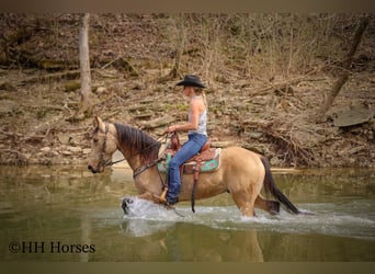 Tennessee Walking Horse, Castrone, 8 Anni, 152 cm, Pelle di daino