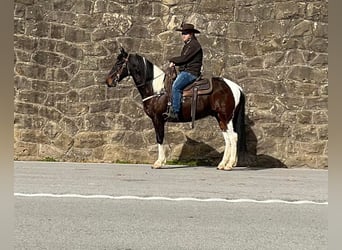 Tennessee Walking Horse, Castrone, 8 Anni, 152 cm, Tobiano-tutti i colori
